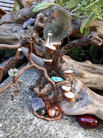 heres a shot of the crooked walking stick hazelnut branch