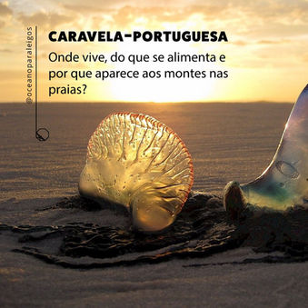 Caravelas-portuguesas:  de onde vêm?