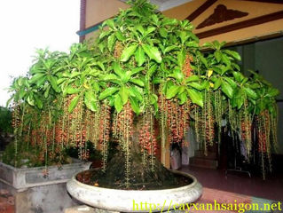 Cây Lộc Vừng