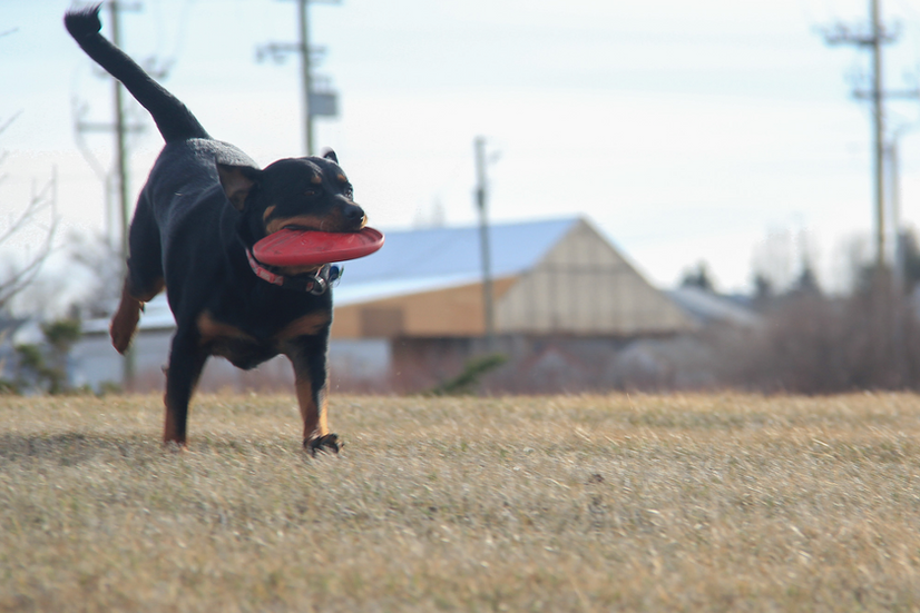 Frisbee