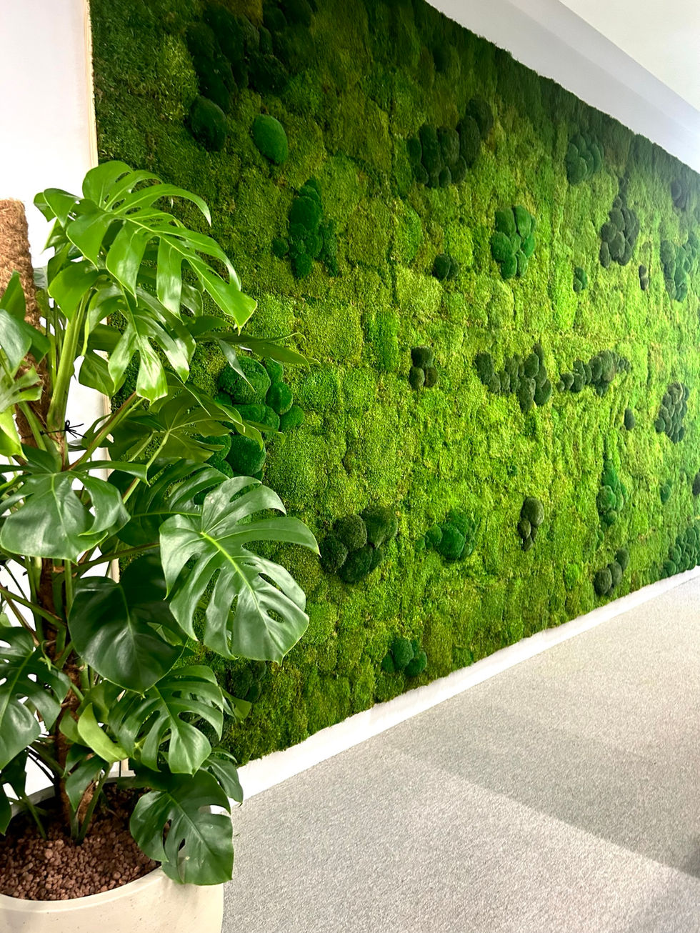 preserved moss wall