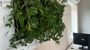 Plants on your wall, living picture