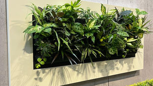 Living wall picture