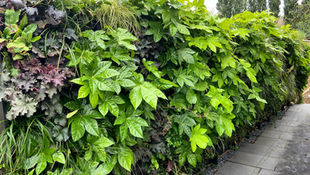 Living Wall