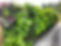 outdoor living wall