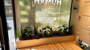 shop live planting