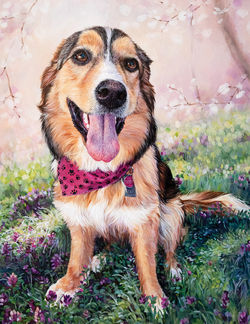 Tessa the collie