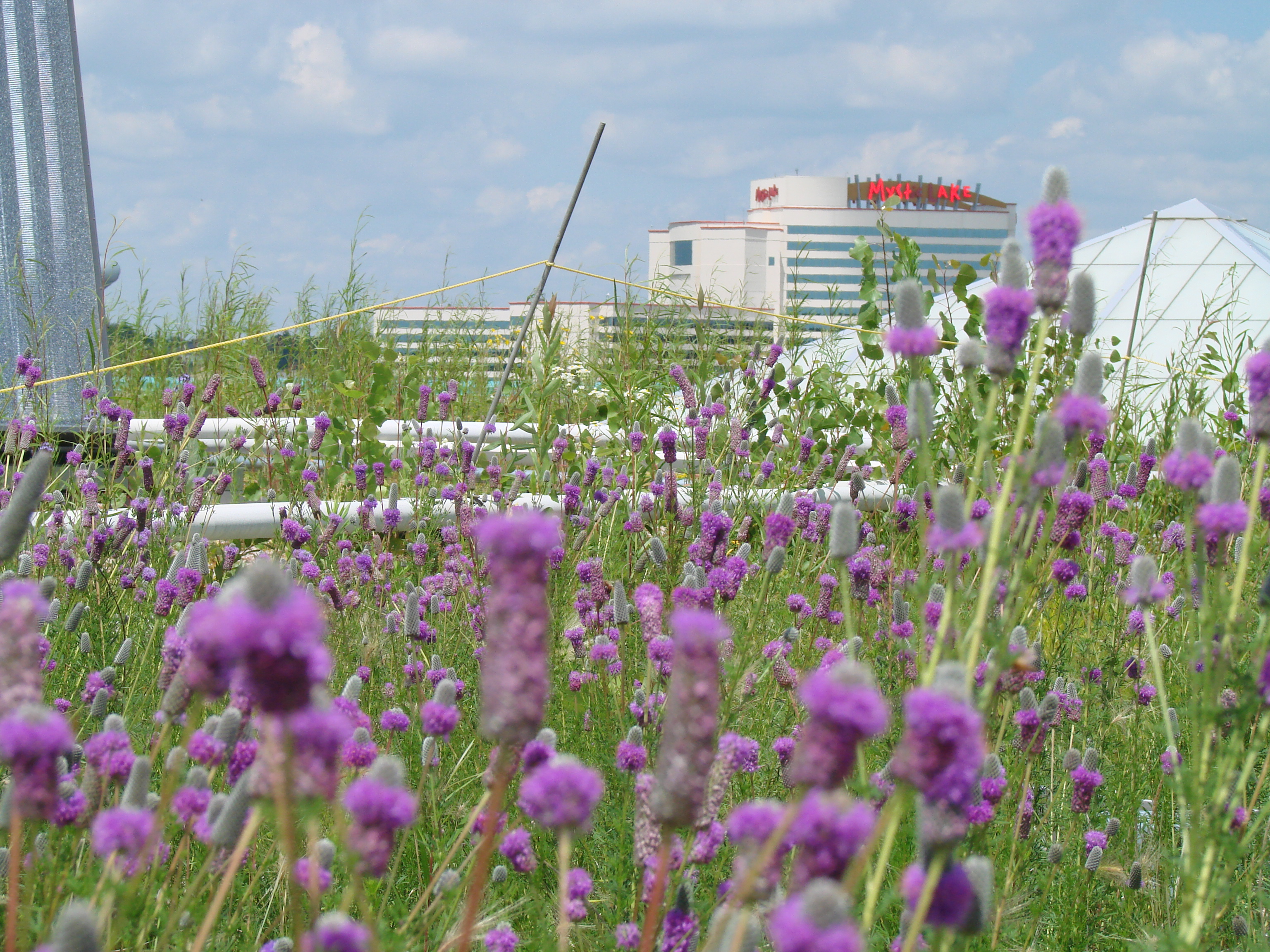 Picture of Green Roof Design and Build | alohalandscaping