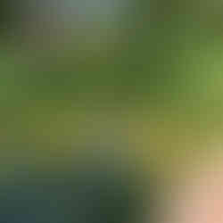 Espléndido nenúfar gigante sobre un espejo de agua en el Jardin des Martels , cerca de Toulouse.