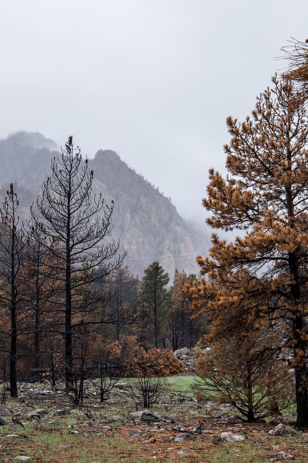 Cameron Pass
