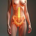pelvic.png