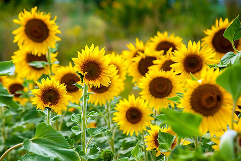 Sunflower.jpeg