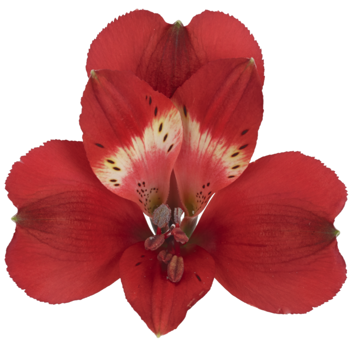 Alstromeria Rumba