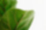 green leaves_edited.jpg