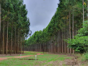 SAIFF carbon credits approved by Verra