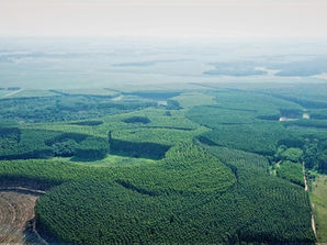 Astarte Capital Partners and SilviPar AB close inaugural Impact Forestry Fund at $325m, well above target