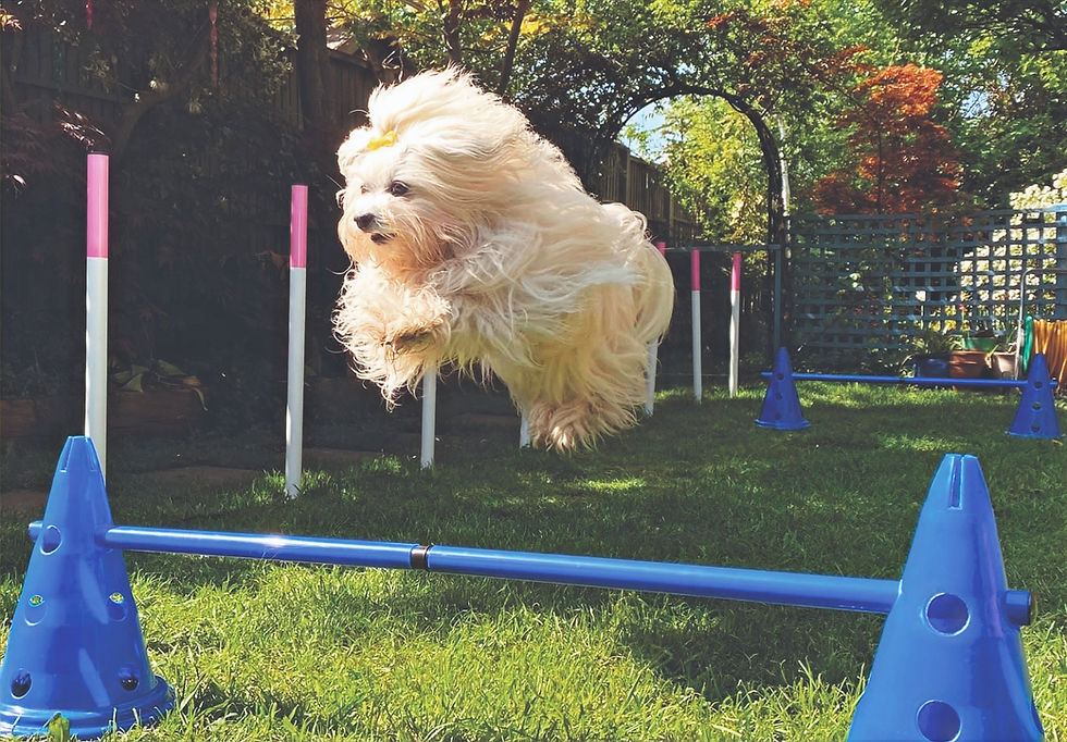 Poppy agility CMYK_edited.jpg