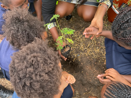 Growing a Greener Future: Our School Tree-Planting Initiative