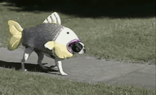 CODPLAY_29.gif