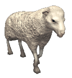 sheep.gif