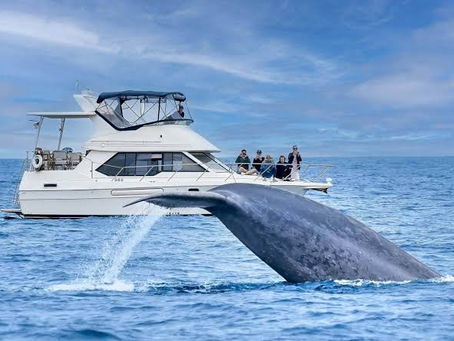 family whale watching