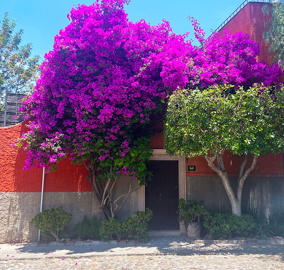 IMG_purpleTree.jpg