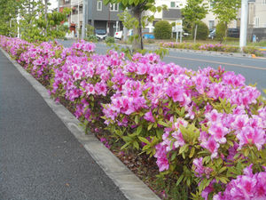 五月の風。鯉のぼり舞い、街につつじ匂う