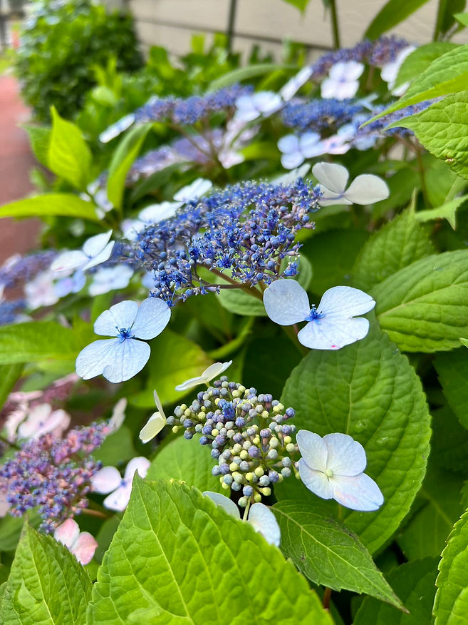 S__10190963.jpg