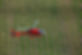 microflite1.jpg