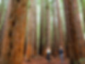 Redwood-Forest.jpeg