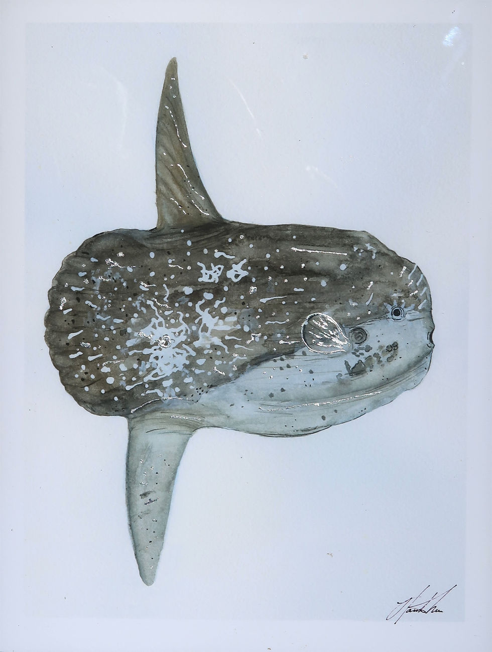 Thumbnail: Mola Mola