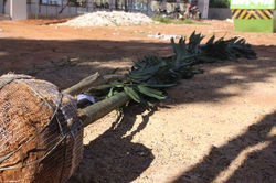 andamento-4a-mar-2011-028