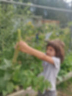 student harvesting plant