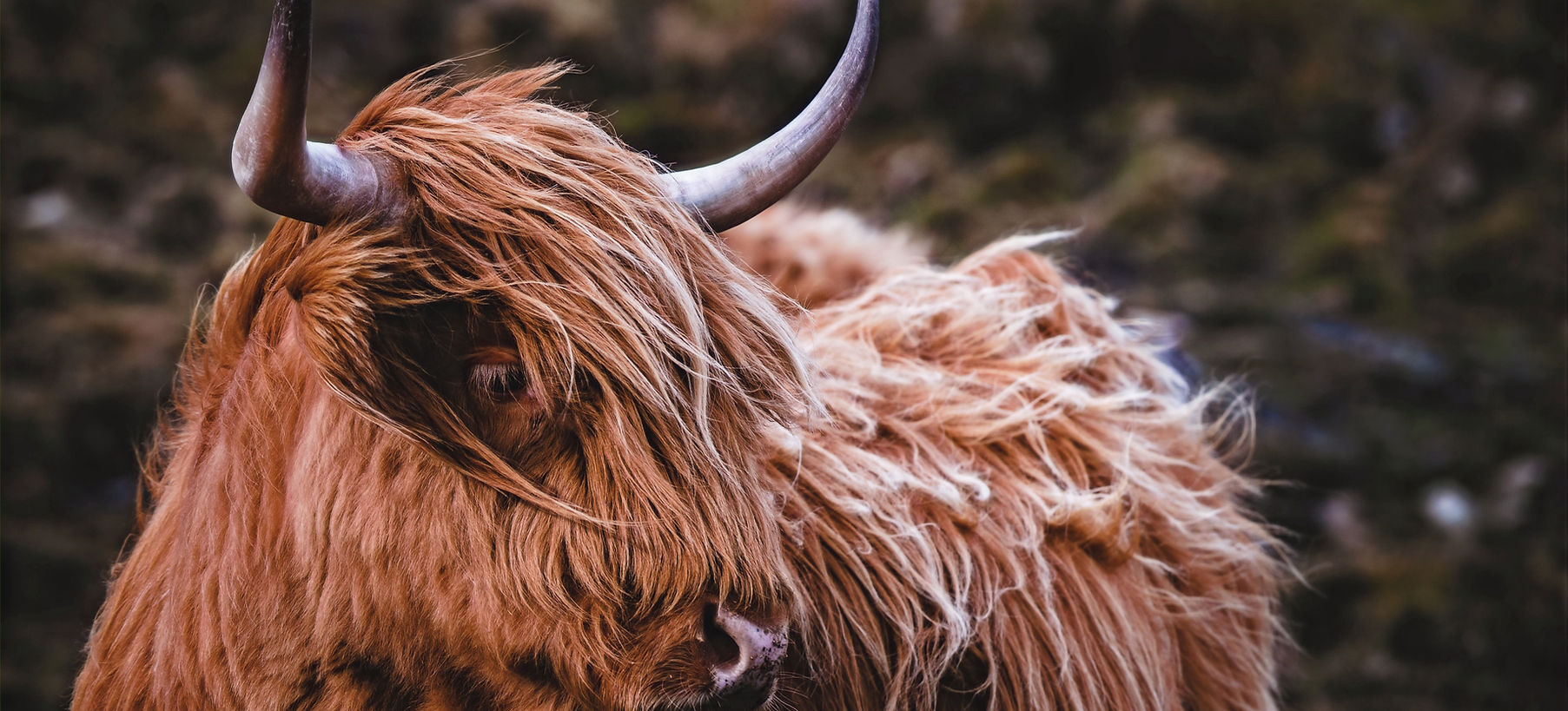 Highland Cow