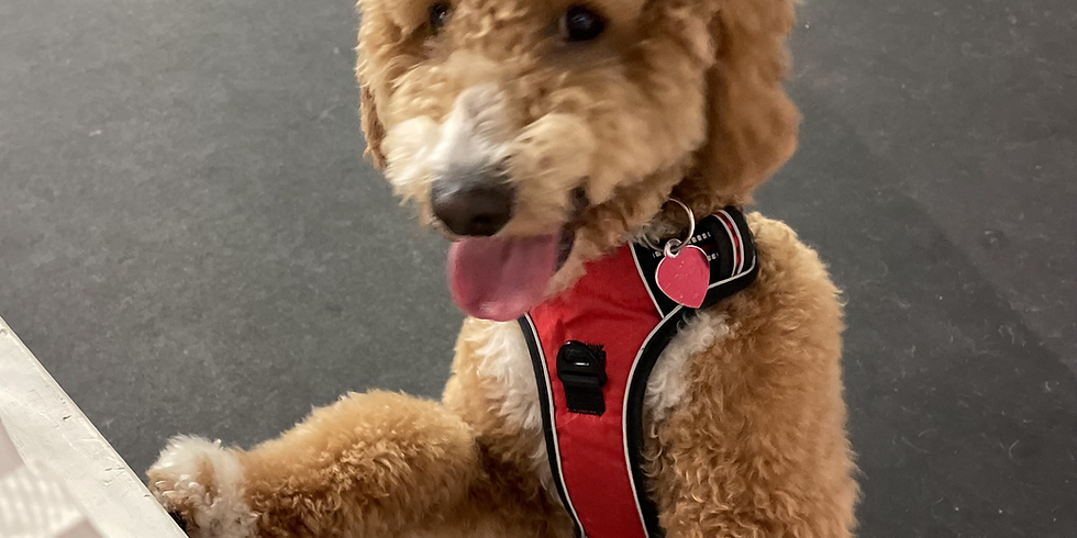 Doodle Romp
