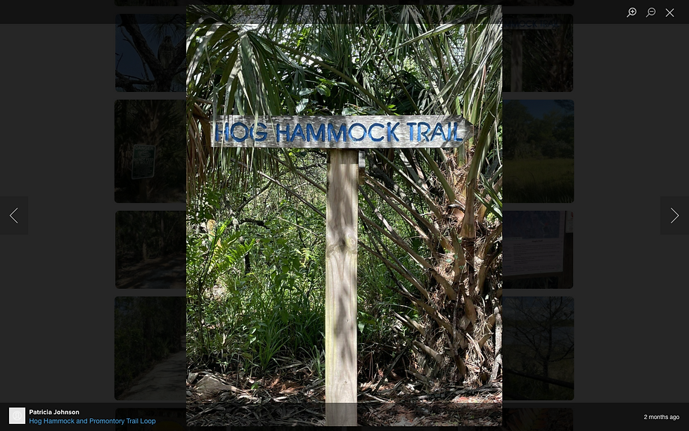 North Palm Neighborhood Week At Hog Hammock Hike & Picnic