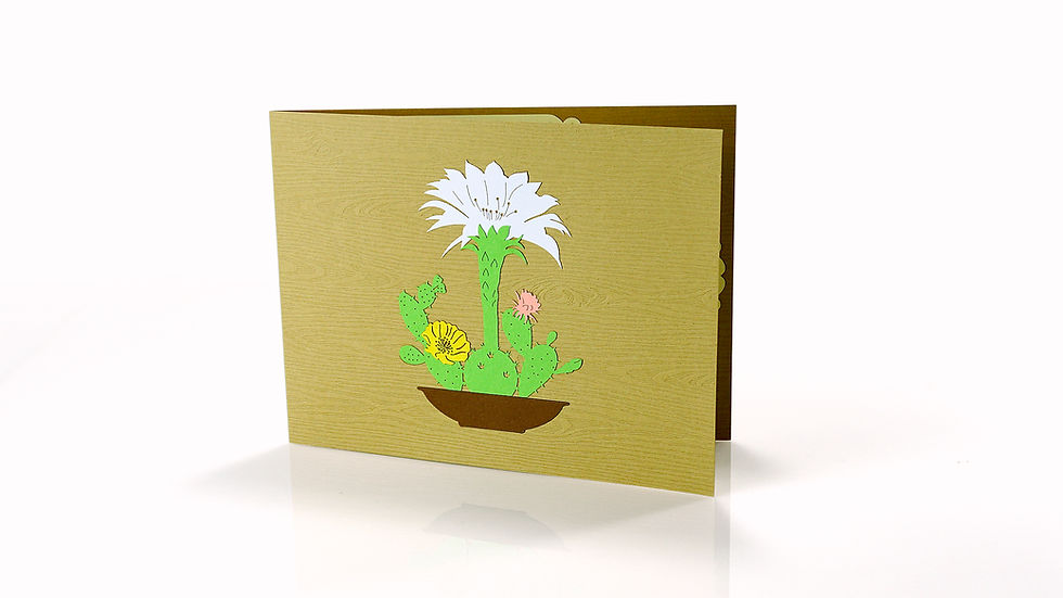 Thumbnail: Cactus Flowers