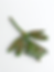 Thumbnail: Lucky Bamboo Set ( Dragonfly)