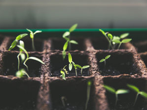 Choosing the Right Path: Seed vs. Clone in Cannabis Cultivation