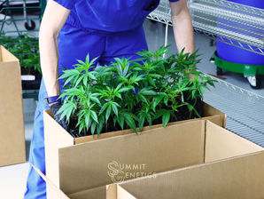 Essential Guide to Cannabis Clone Care and Transportation: Ensuring Optimal Quality and Health