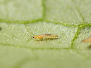 Managing Pests in Cannabis Cultivation