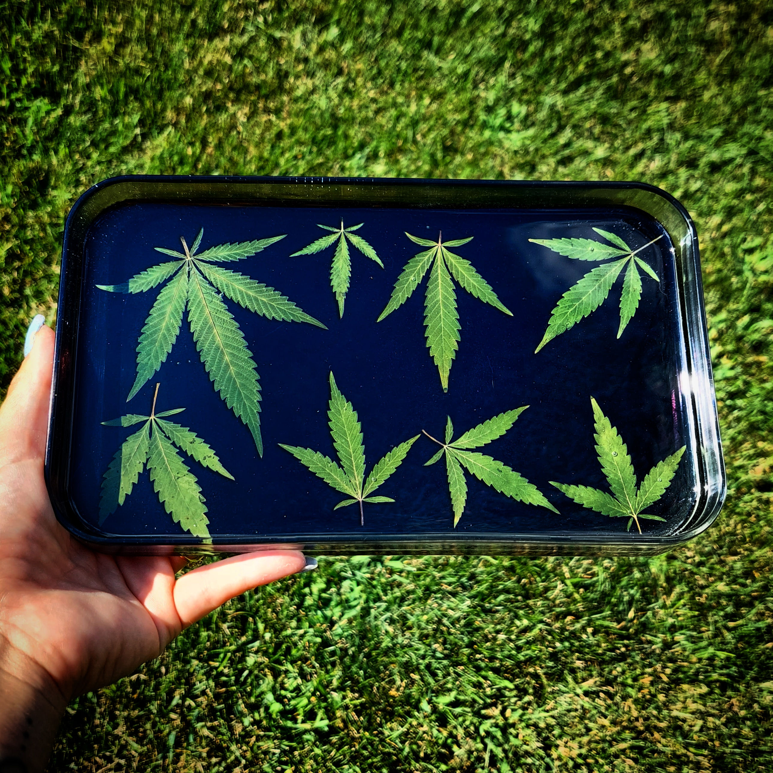 Medium Tray - dried and pressed cannabis leaves
