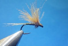 Subimago de Baetis Rhodani