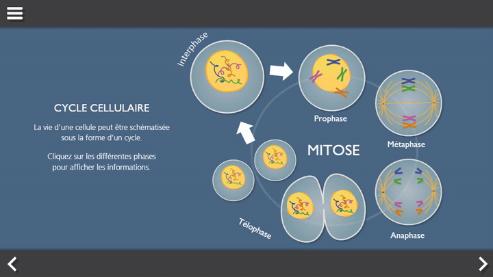 animation module mitose