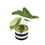 Thumbnail: Alocasia Pink Dragon Aurea - Medium
