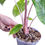 Thumbnail: Alocasia Pink Dragon Aurea - Large
