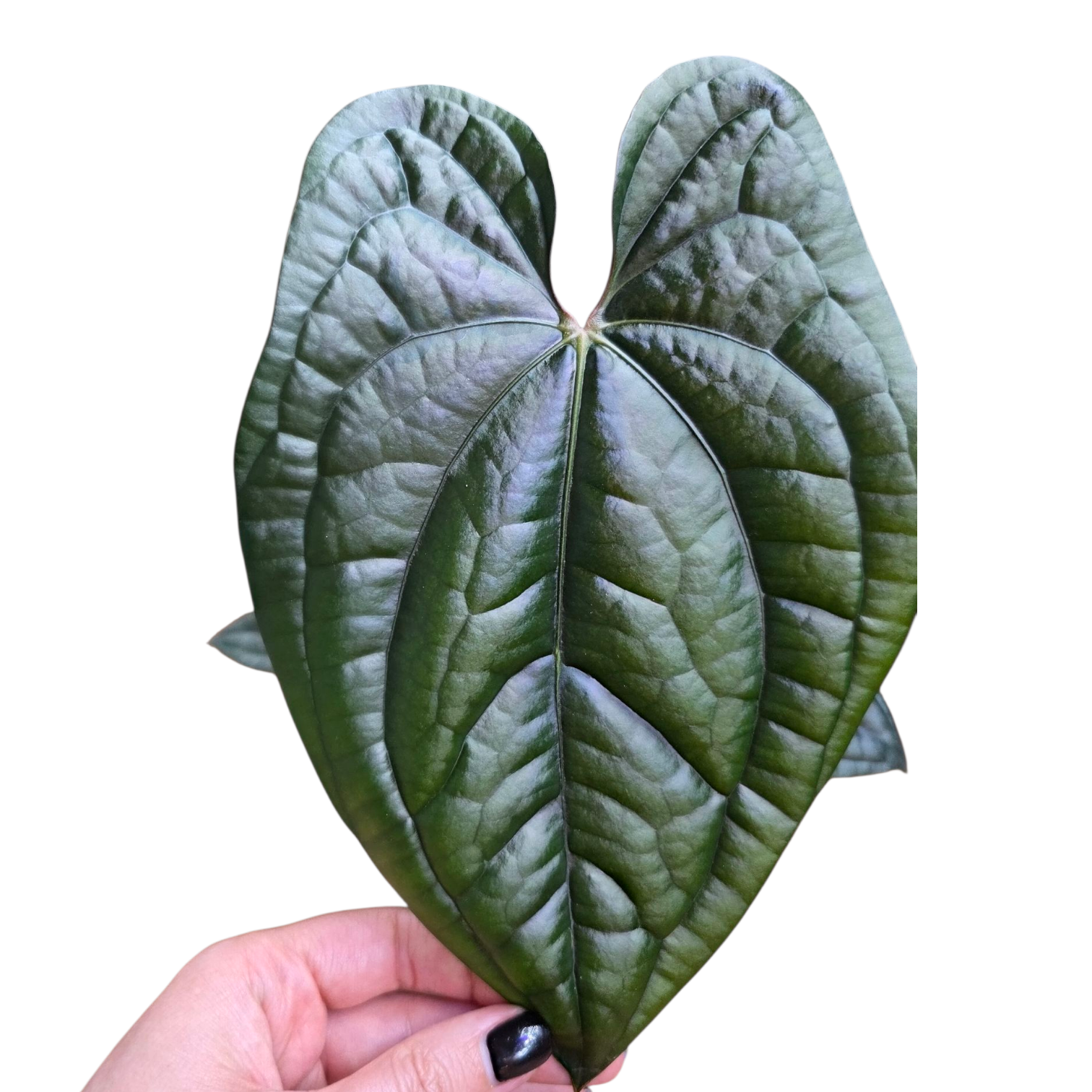 Anthurium Luxurians x Red Dark Phoenix