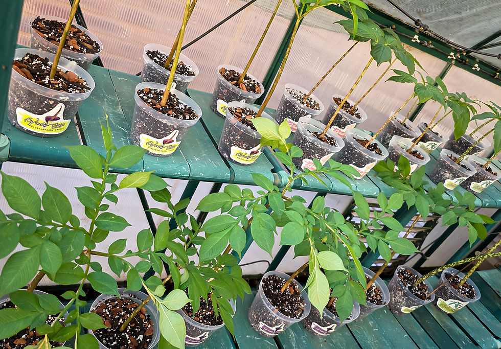 Thumbnail: Sauromatum Venosum