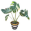 Thumbnail: Monstera Deliciosa 'Thai Constellation' in Botanique Pot