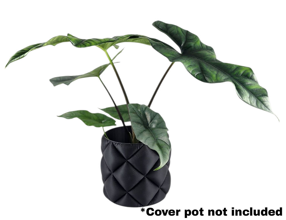 Alocasia Simpo - Mature